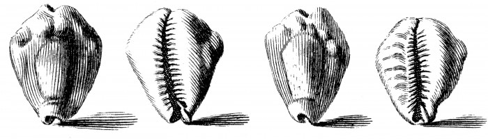 Historical shell money used in Central Africa, from Index testarum conchyliorum (1742) by Nicolai Gualtieri (PD-1923)